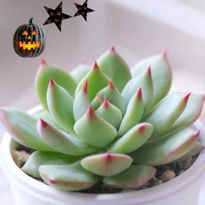 桃太郎,多肉葉挿し,多肉植物,可愛い,成長記録の画像