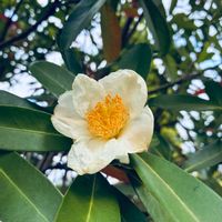 シャクナゲ,花木,花散歩の画像