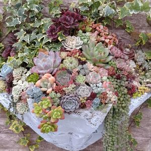 寄せ植え,多肉植物,ガーデニング,枝もの,日比谷公園の画像