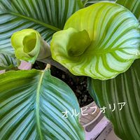 カラテア,オルビフォリア,観葉植物の画像