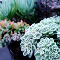 美空鉾,ルエラ,斑入り浜万年草の画像