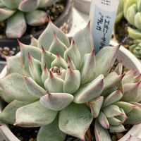 エケベリア,いしはら苗,多肉植物,ネコ好き,エケベリア女子の画像