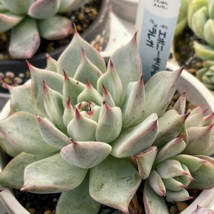 エケベリア,いしはら苗,多肉植物,ネコ好き,エケベリア女子の画像