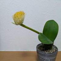 ハエマンサス,マユハケオモト,マユハケオモト,眉刷毛万年青(まゆはけおもと),眉刷毛万年青(まゆはけおもと)の画像