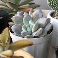 名前は？,多肉植物,カット苗セット,seria鉢の画像