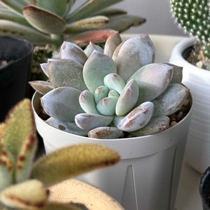 名前は？,多肉植物,カット苗セット,seria鉢の画像