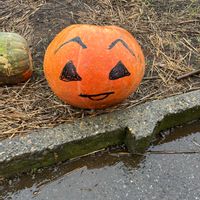 かぼちゃ,可愛い,花のある暮らし,ハロウィン,千葉県の画像