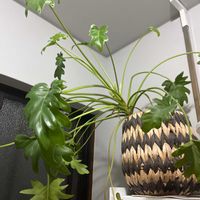 セロームの画像
