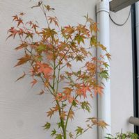 モミジ,紅葉,ベランダの画像