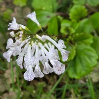オオデマリ,スエーデンアイビーの花,多肉植物,島根県,ニャンニャン祭りの画像