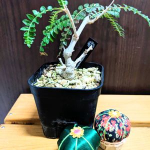 ボスウェリア・ネグレクタ,多肉植物,観葉植物,塊根植物,コーデックスの画像