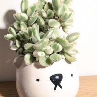 熊童子錦,熊童子,多肉植物,多肉植物の花,コチレドン属の画像