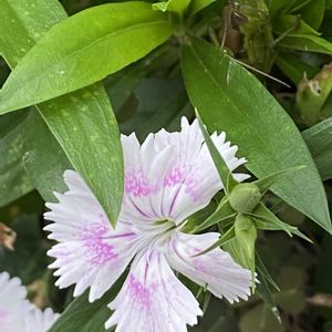 四季咲きなでしこ,雨あがり,畑の画像