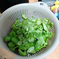 バジル,ジェノベーゼ,バジルペーストの画像