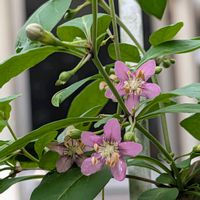 クコ,鉢植え,可愛い〜♡,赤い実,落葉低木の画像