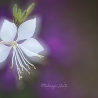 ガウラ,アメジストセージ,いつもありがとう♡,平塚花菜ガーデン,多重露出の画像