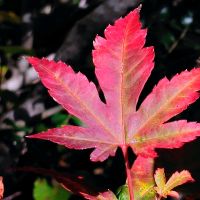 紅葉,カエデ,カエデ,S9,五頭山の画像