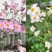 アサガオ,アサガオ,シュウメイギク,シュウメイギク,ヒメツルソバの画像