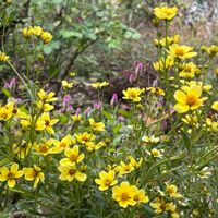ウインターコスモス,ヒデンス,ケイトウ セロシア,黄色の花,10月の庭の画像