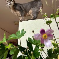 シュウメイギク,アビシニアン,切り花,山野草,花のある暮らしの画像