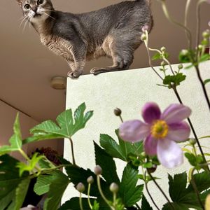 シュウメイギク,アビシニアン,切り花,山野草,花のある暮らしの画像