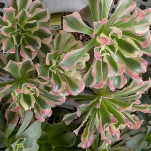 多肉植物,葉挿し,多肉寄せ植え,アエオニウム,実生苗の画像