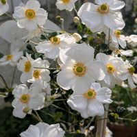 シュウメイギク,オレガノ ケントビューティー,ベビーマスケラード,バラのある暮らし,今日のお花の画像