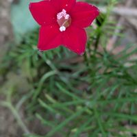 ルコウソウ,フェアリースター,ピンクワールドへ ようこそ,庭の画像