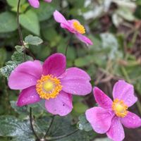 ビデンス,シュウメイギク,シュウメイギク,シュウメイギク,ミニ薔薇♡の画像