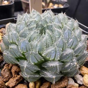 多肉植物,ハオルチア属,ハオルシア属     ,多肉中毒,ガチンコハオルチアクラブの画像