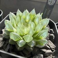 多肉植物,ハオルチア属,ハオルシア属     ,多肉中毒,ガチンコハオルチアクラブの画像