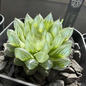 多肉植物,ハオルチア属,ハオルシア属     ,多肉中毒,ガチンコハオルチアクラブの画像