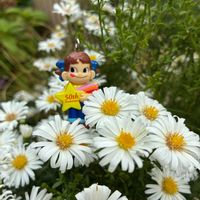 カレックス,友禅菊,友禅菊,庭に咲く花,ペコちゃん祭りの画像