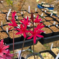 ネリネ,ブルンスビギア,球根,球根植物,花のある暮らしの画像