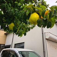 カリンの画像