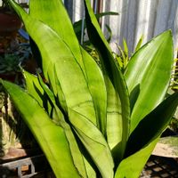 サンスベリア,ムーンシャイン,多肉植物,新潟の画像