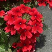 バーベナ,お散歩ちゃんキーホルダー,お散歩は季節をまとって,大人のきせかえ人形の画像