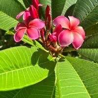 プルメリア,インドソケイ,沖縄,キョウチクトウ科,センニチコウ属の画像