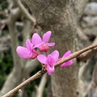 サザンカ,ハナズオウ,茶の木の花,庭木の花,花のある暮らし❤の画像