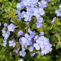 ルリマツリ,多肉植物,小さな庭の画像