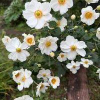 コムラサキ,コムラサキ,シュウメイギク,シュウメイギク,斑入りの画像