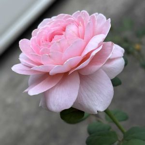 クイーン・オブ・スウェーデン,ナチュラルガーデン,バラ大好き,お庭の花たち,花と暮らすの画像