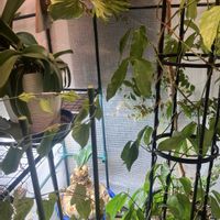 ヒスイカズラ,胡蝶蘭,鉢植え,カット苗,室内栽培の画像