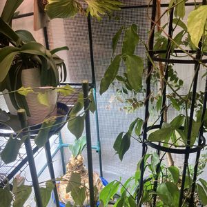 ヒスイカズラ,胡蝶蘭,鉢植え,カット苗,室内栽培の画像