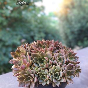 ロマン,多肉植物,育てやすい多肉植物,多肉植物寄せ植え,多肉棚の画像