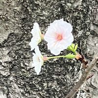 サクラ,白い花,素敵な出会いに感謝,今日も元気で,今日も笑顔で♡の画像