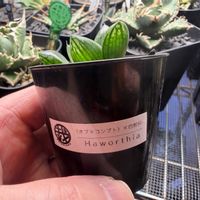 多肉植物,ハオルチア属,ハオルシア属     ,多肉中毒,ガチンコハオルチアクラブの画像