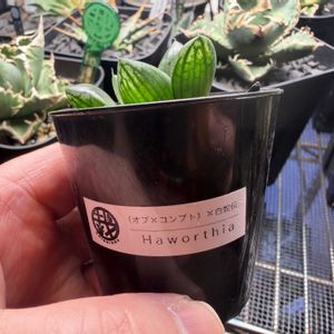 多肉植物,ハオルチア属,ハオルシア属     ,多肉中毒,ガチンコハオルチアクラブの画像