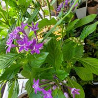 ペンタス,初心者,ベランダガーデニング,初めて育てる,手探り状態の画像