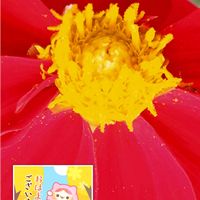 ダリア,赤い花,プランター栽培,ダリアの栽培,日曜日は赤い花の画像